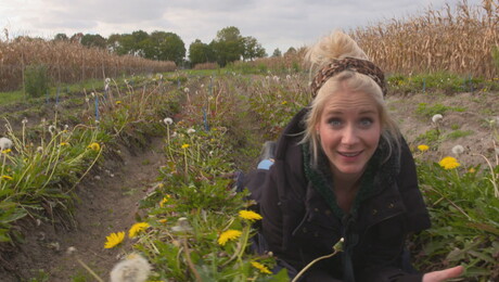 Rubber van paardenbloemen